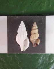 Conoidea