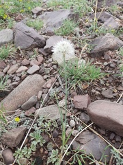 Allium schischkinii