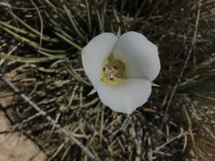 Calochortus ambiguus