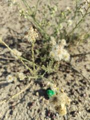 Erigeron bonariensis