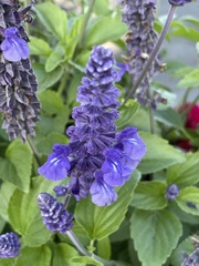 Salvia