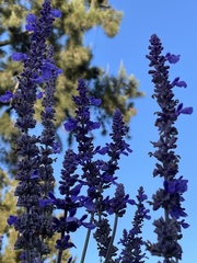 Salvia