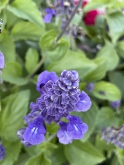 Salvia