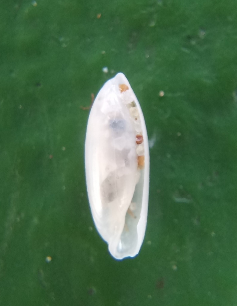 Rhizoridae