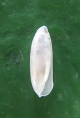 Volvulella rostrata