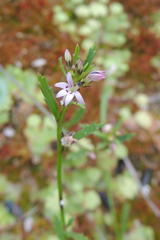Lobelia jasionoides
