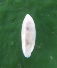 Volvulella rostrata