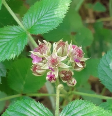 Rubus niveus