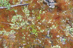 Lobelia jasionoides