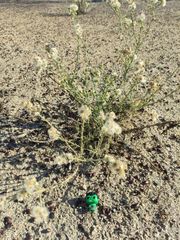 Erigeron bonariensis