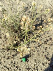 Erigeron bonariensis
