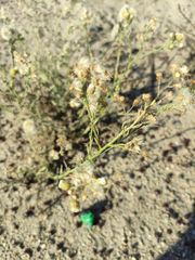 Erigeron bonariensis