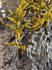 Arceuthobium littorum