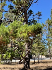 Arceuthobium littorum