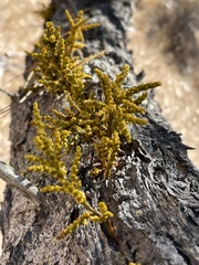 Arceuthobium littorum