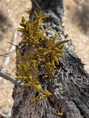 Arceuthobium littorum