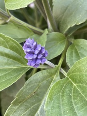 Salvia