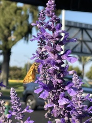 Salvia