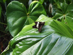 Notocrypta waigensis