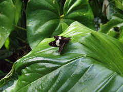 Notocrypta waigensis