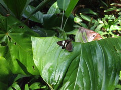 Notocrypta waigensis