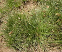 Bulbostylis humilis