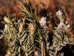 Phylica trachyphylla
