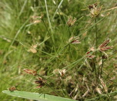Bulbostylis humilis