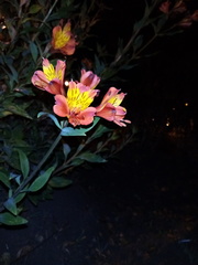 Alstroemeria
