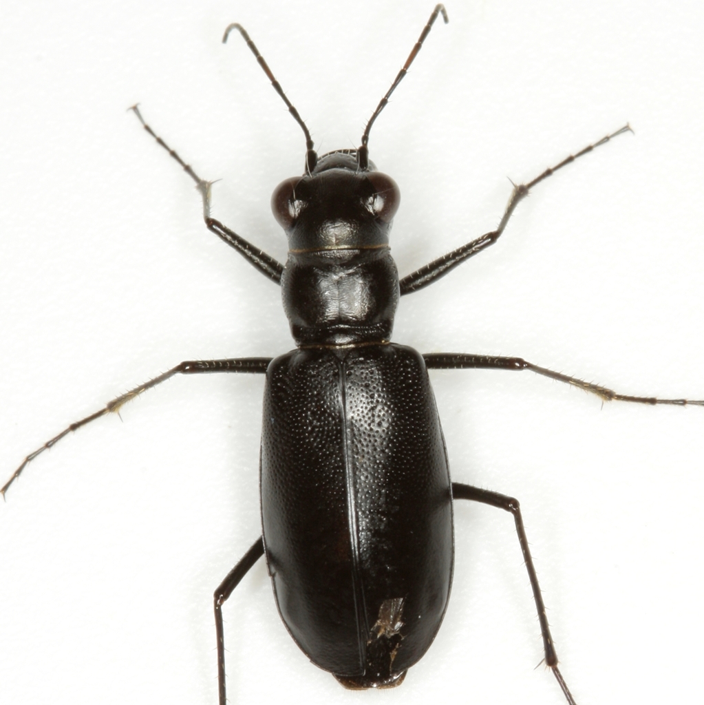 Horn's Tiger Beetle