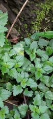 Nanocnide japonica