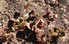 Phyllopodium viscidissimum
