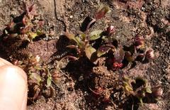 Phyllopodium viscidissimum