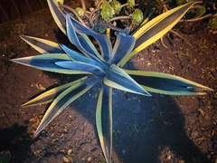 Agave