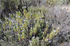 Lobostemon paniculatus