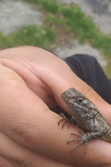 Sceloporus grammicus