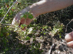 Brickellia peninsularis