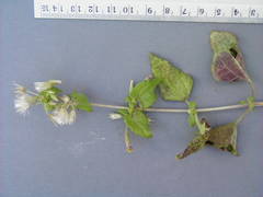 Brickellia peninsularis