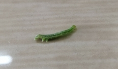 Lepidoptera