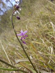 Arthropodium minus