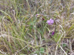 Arthropodium minus