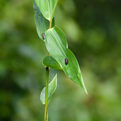 Cosmoscarta dimidiata