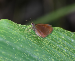 Ancistroides nigrita