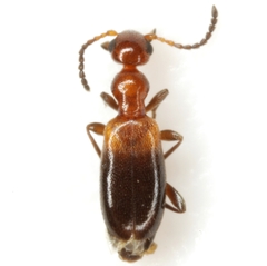 Ischyropalpus