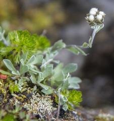 Antennaria alpina