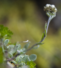 Antennaria alpina