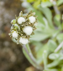 Antennaria alpina