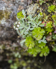 Antennaria alpina