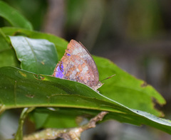 Arhopala centaurus