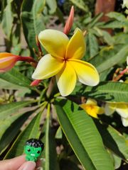 Plumeria